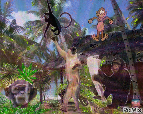 planète des singes - Darmowy animowany GIF