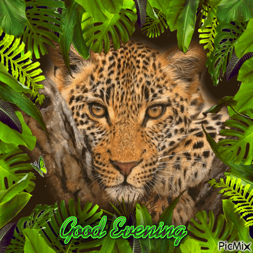 Good Evening Leopard - Free animated GIF