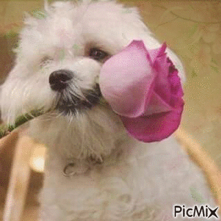 chien et rose - Gratis geanimeerde GIF