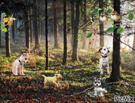chiens dans la foret - GIF animate gratis