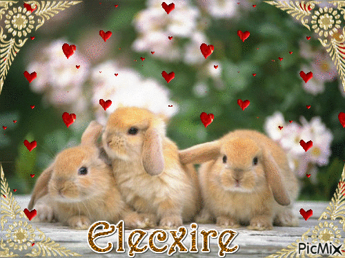 Elecxire - Zdarma animovaný GIF