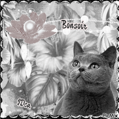 Bonsoir les chatons - Ücretsiz animasyonlu GIF