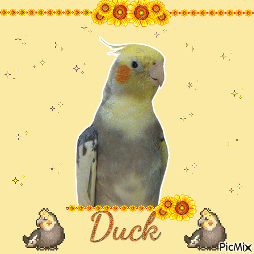 Duck - GIF animé gratuit