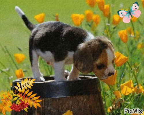 chien - Free animated GIF
