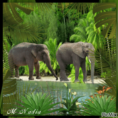 adorables éléphants - Darmowy animowany GIF