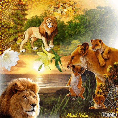 le royaume des lions - Darmowy animowany GIF