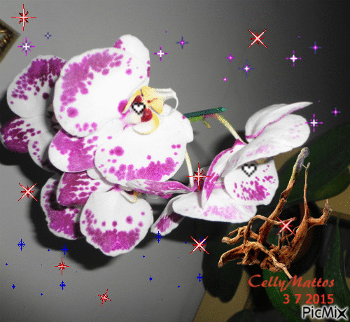 orquidea iluminada - Animovaný GIF zadarmo