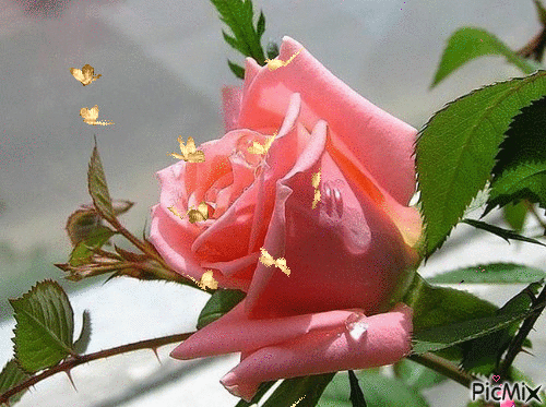 Роза - Bezmaksas animēts GIF