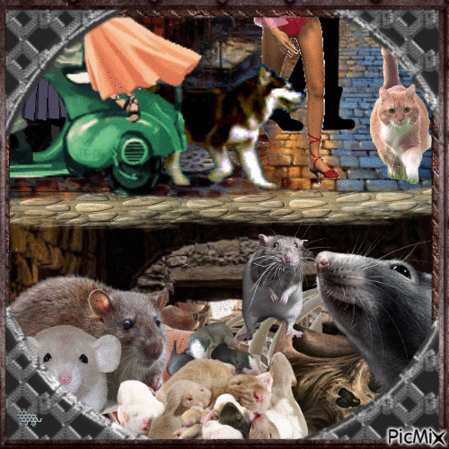 Rats - Darmowy animowany GIF