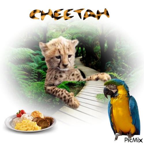 Cheetah - png gratis