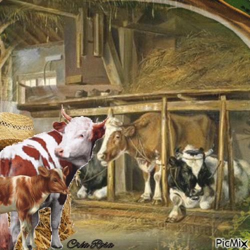 Concours : Les vaches à l'étable - Darmowy animowany GIF