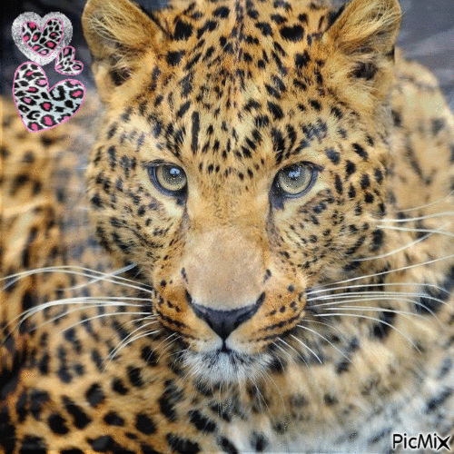 Leopard - Animovaný GIF zadarmo