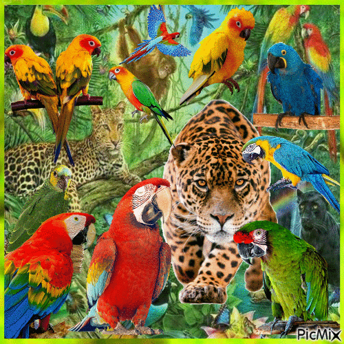 Jaguar with Parrots - Free animated GIF