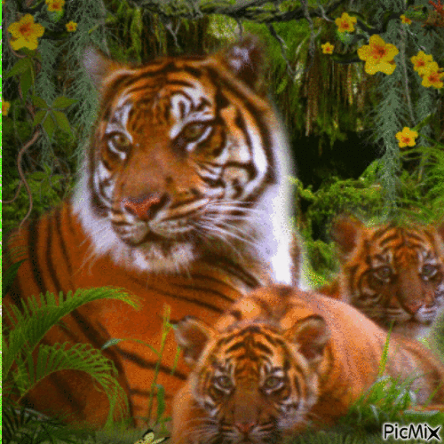 Tigres dans la jungle - Animovaný GIF zadarmo