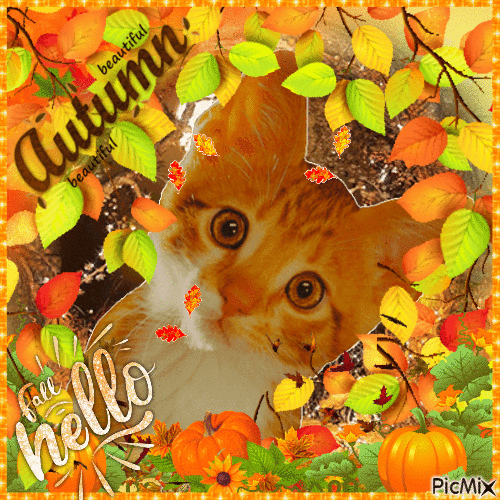 Autumn Cat - GIF animado grátis