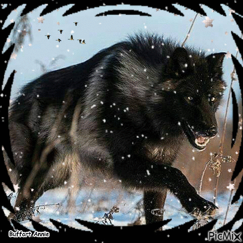 Loup noir - Free animated GIF - PicMix