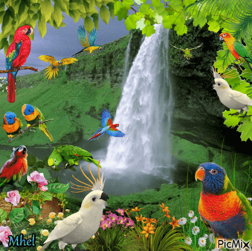 Birds of Paradise - Free animated GIF