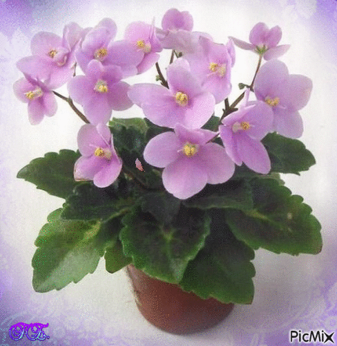 Halvány lila virág. - GIF animado grátis