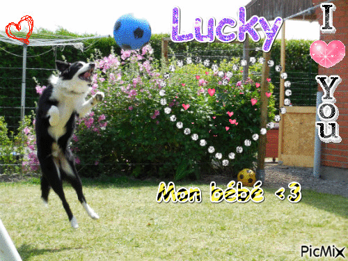 Lucky - Zdarma animovaný GIF