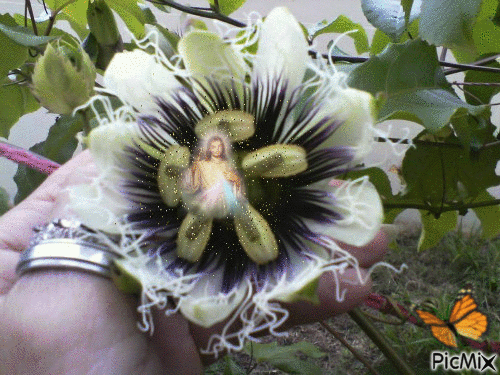 flor de maracujá - GIF animé gratuit