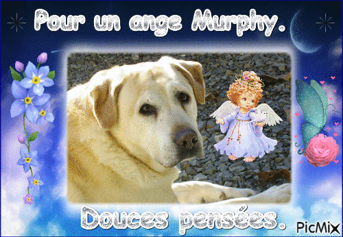 Petit ange Murphy. - Free animated GIF
