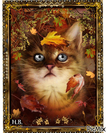 Autumn cat. - 免费动画 GIF