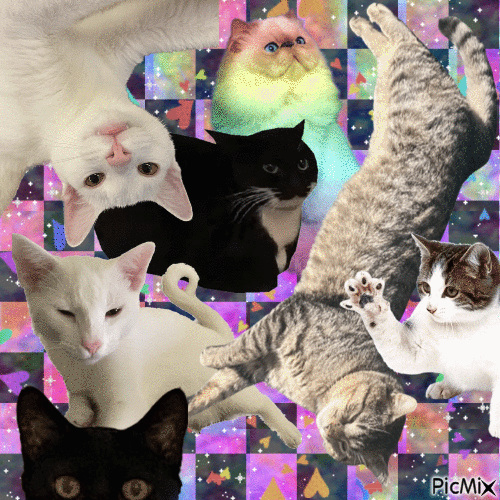Cats - GIF animasi gratis