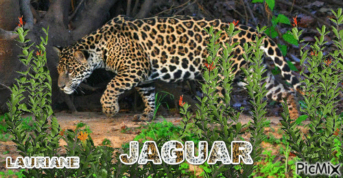 JAGUAR - Безплатен анимиран GIF