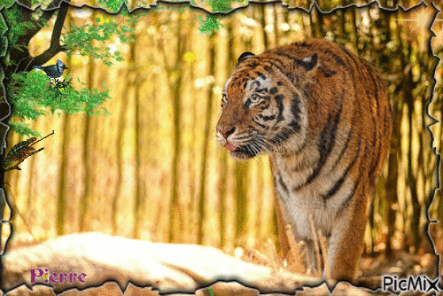 tigres - Animovaný GIF zadarmo