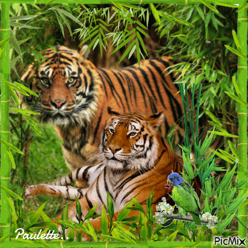 tigres dans la jungle - Gratis animerad GIF