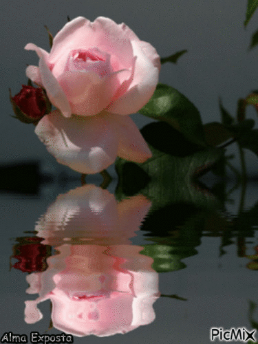 Rosa Suave - GIF animado gratis