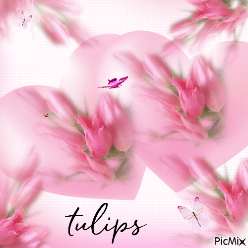 Pink Tulips - Free animated GIF