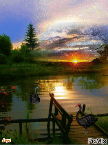 Swan Lake - GIF animé gratuit