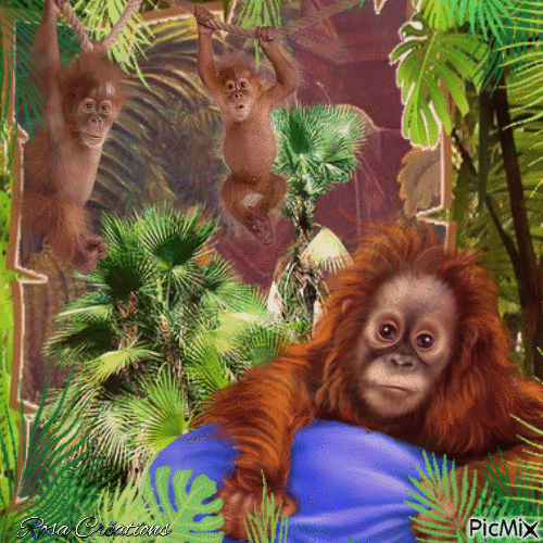 Concours : Famille d'orangs-outans - Animovaný GIF zadarmo