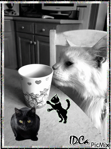Café  chat - Free animated GIF