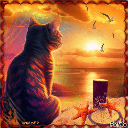 Chat au coucher du soleil....concours - Free animated GIF