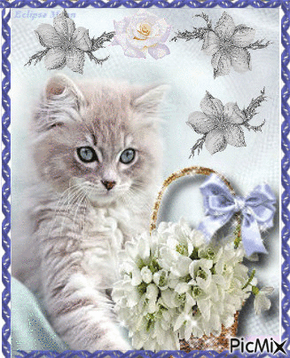 Flower bascet and a cat. - GIF animé gratuit