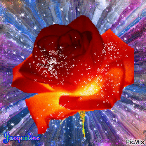 splendide rose - 無料のアニメーション GIF
