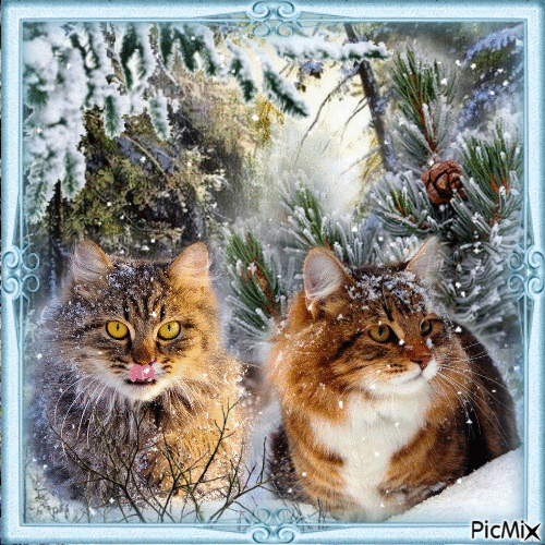 Katzen im Winter - Bezmaksas animēts GIF