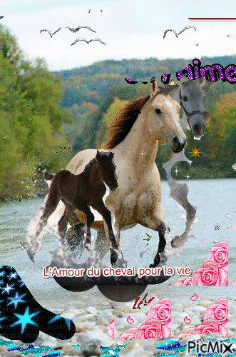l'amour du cheval pour la vie - Free animated GIF