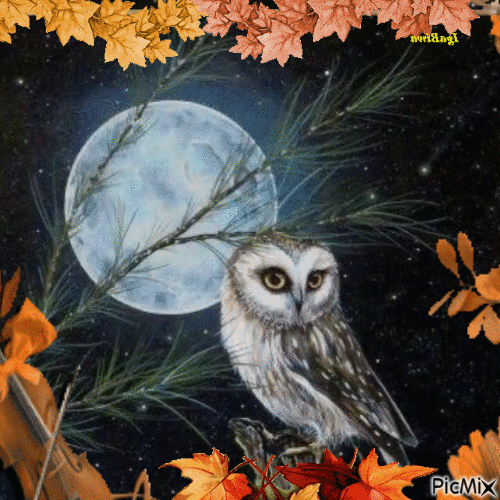 Hibou et lune en automne - GIF animasi gratis