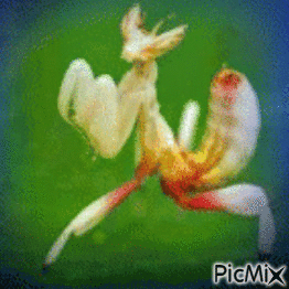 Dancing Mantis 1 - GIF animate gratis