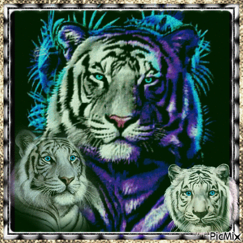 Tigres - Besplatni animirani GIF