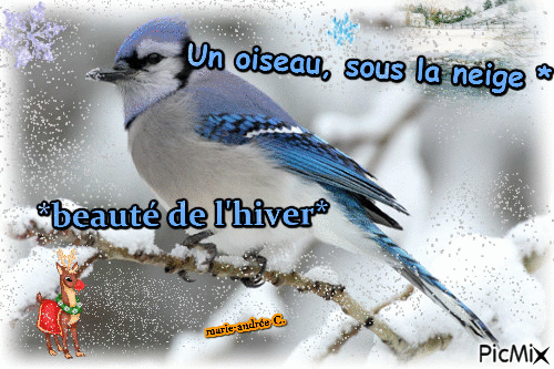 L'hiver - la neige § Un bel oiseau bleu et blanc . - Gratis geanimeerde GIF