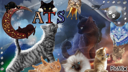 cats - GIF animé gratuit