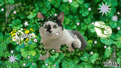 ~*~Spring Cat~*~ - Gratis animeret GIF
