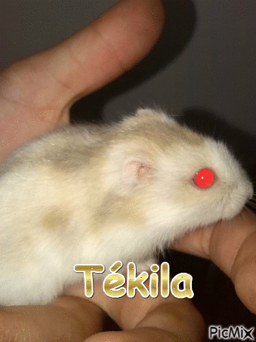 Tékila - Bezmaksas animēts GIF