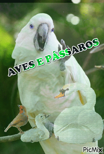 AVES E PASSAROS - Animovaný GIF zadarmo