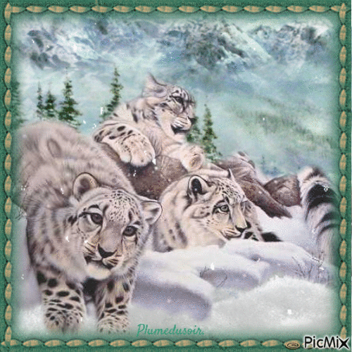 Tigres et hiver. - Ücretsiz animasyonlu GIF