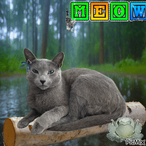 blue the cat - Darmowy animowany GIF